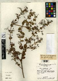 Image of Hyptidendron caudatum