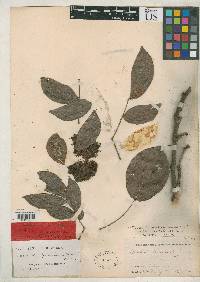 Calliandra boliviana image