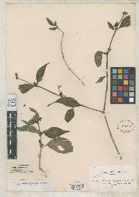 Pseuderanthemum bolivianum image