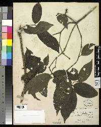 Neea longipedunculata image