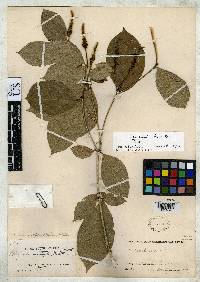 Rinorea ovalifolia image