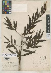 Image of Mabea angustifolia