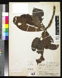 Pouteria guianensis image