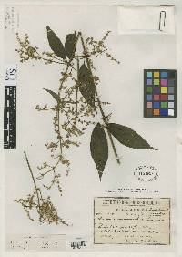 Mikania dioscoreoides image