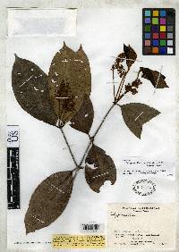 Image of Calyptranthes canaliculata