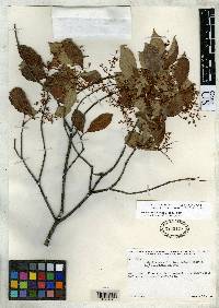Calyptranthes florifera image