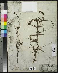 Image of Acacia macracantha