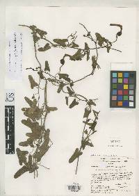 Image of Aristolochia hutchisonii