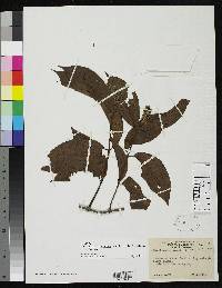 Forsteronia amazonica image