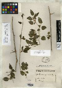 Salpichroa scandens image