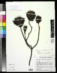 Image of Diplostephium chrysotrichum