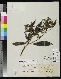 Image of Fuchsia lehmannii