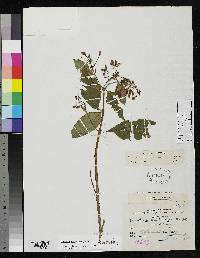 Image of Fuchsia putumayensis