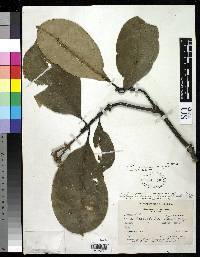 Image of Psychotria cordobensis