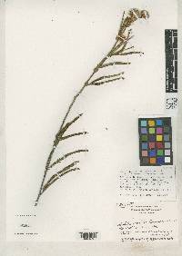 Calliandra gracilis image