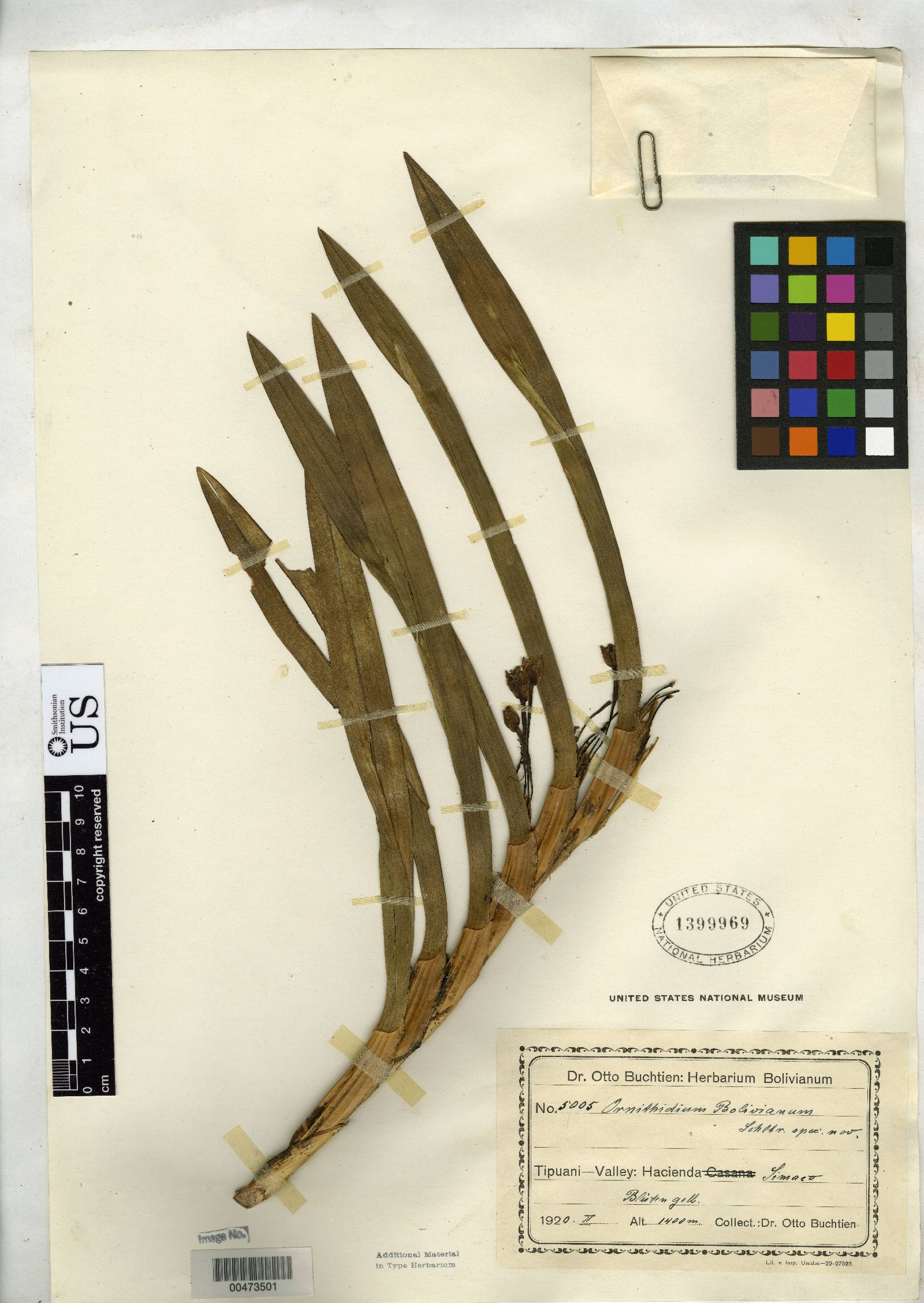 Ornithidium bolivianum image