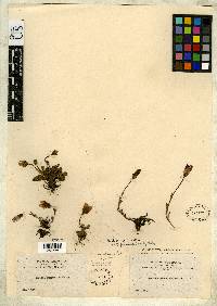 Gentianella primuloides image