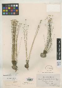 Syngonanthus densus image