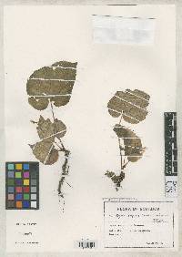 Image of Begonia lugonis