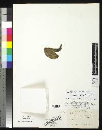 Aristolochia colossifolia image