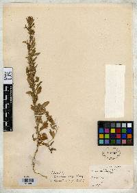 Calceolaria bangii image