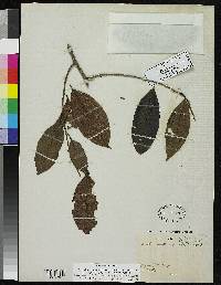 Lecythis corrugata subsp. corrugata image