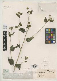 Image of Campuloclinium alternifolium