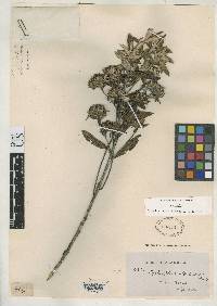 Lychnophora albertinioides image