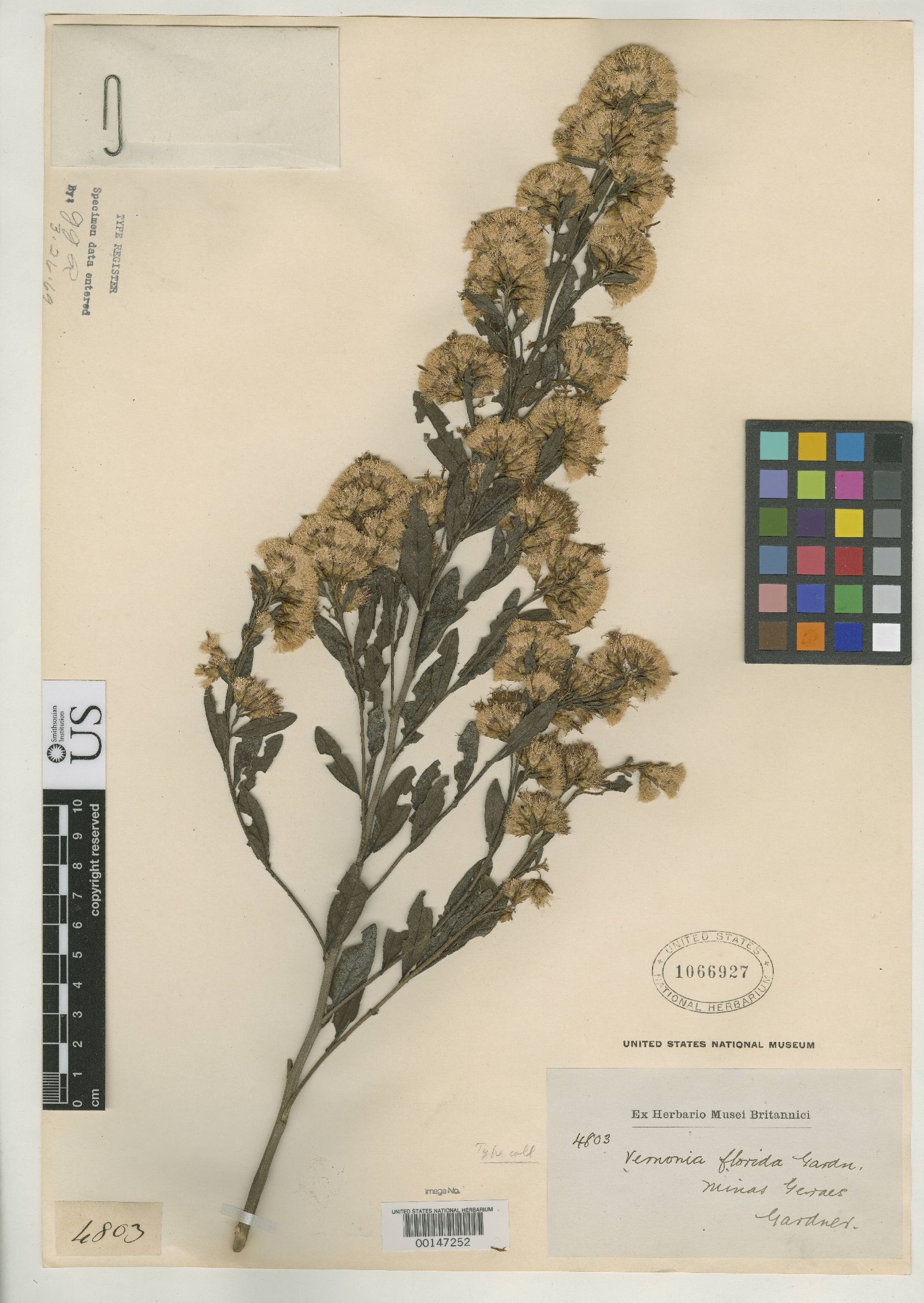 Vernonanthura montevidensis image