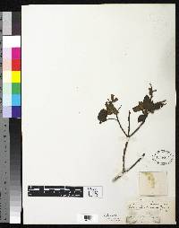 Salvia benthamiana image