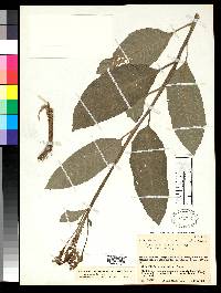 Image of Burmeistera cylindrocarpa