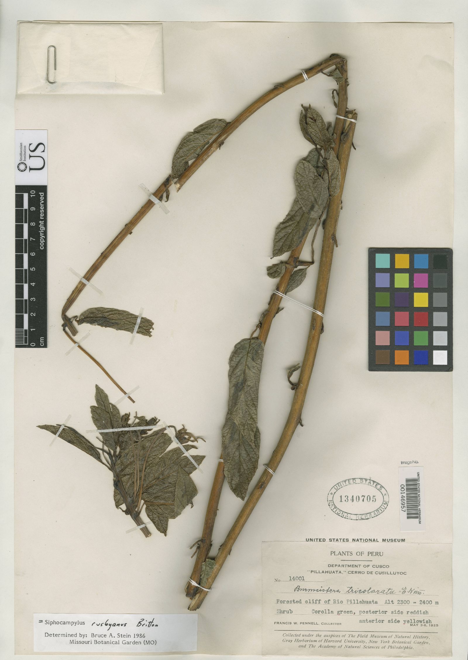Burmeistera tricolorata image