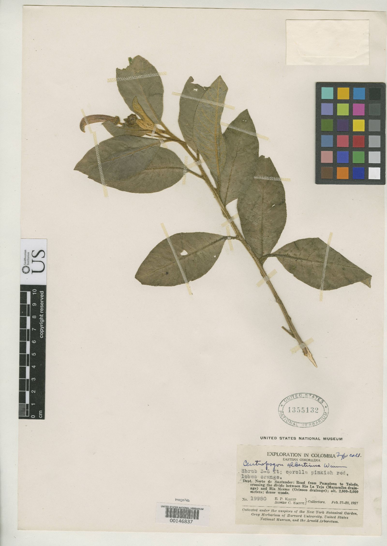Centropogon albertinus image