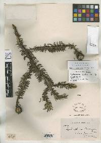 Lychnophora gardneri image