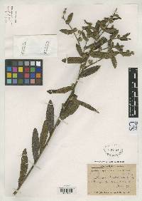 Lessingianthus brevipetiolatus image