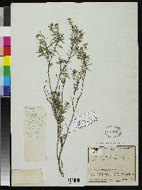 Image of Cuphea sucumbiensis