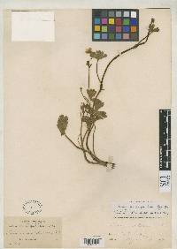 Ranunculus bangii image