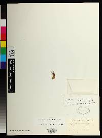 Gasteranthus anomalus image