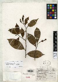 Brunfelsia amazonica image
