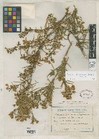 Image of Calceolaria buchtieniana