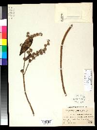 Vernonia trichoclada image