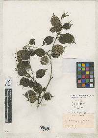 Image of Blakea pauciflora