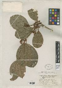 Image of Blakea quadriflora