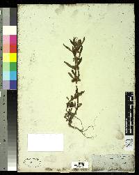 Image of Bacopa stricta