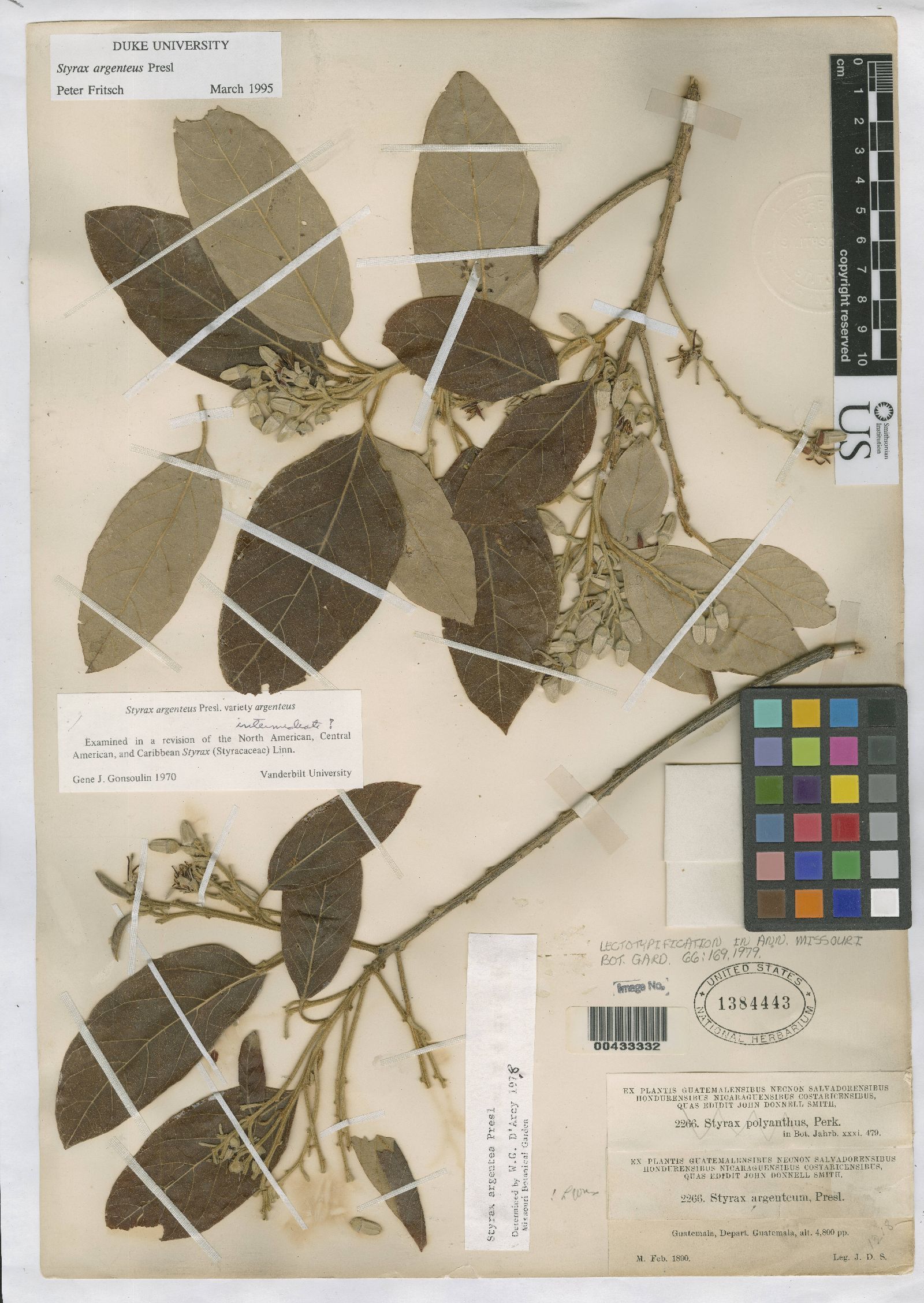Styrax polyanthus image