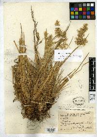 Image of Calamagrostis weberbaueri