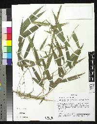 Image of Arthrostylidium pubescens