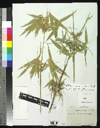 Arthrostylidium pubescens image