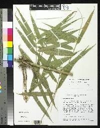 Arthrostylidium pubescens image