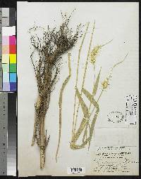 Pennisetum occidentale image